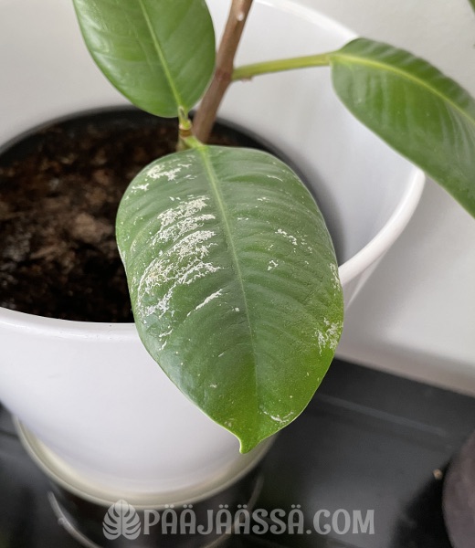 Ripsiäisen tuhot huonekasvissa