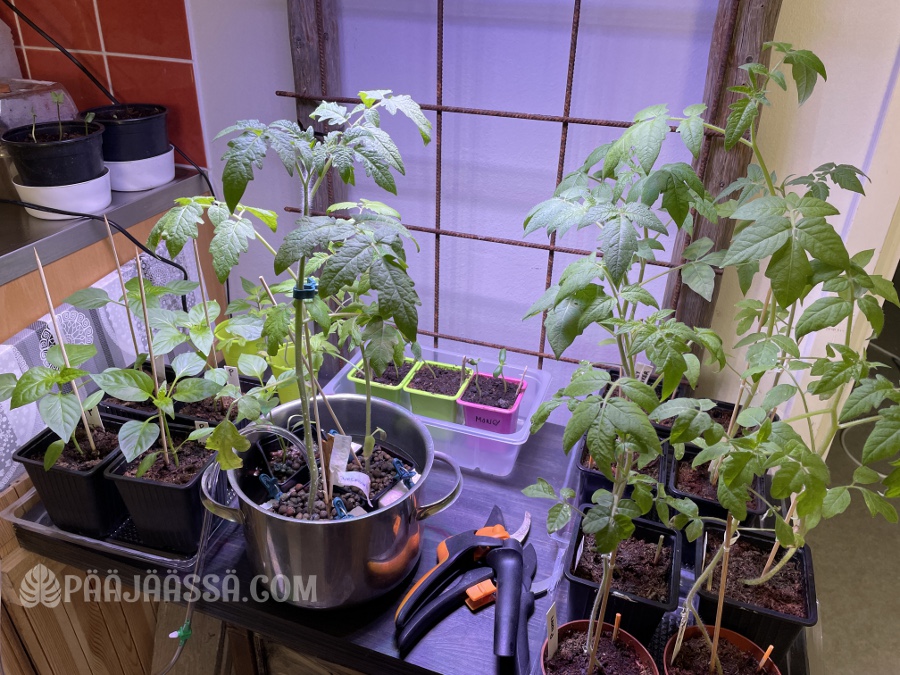 Hyötykasvit sisällä