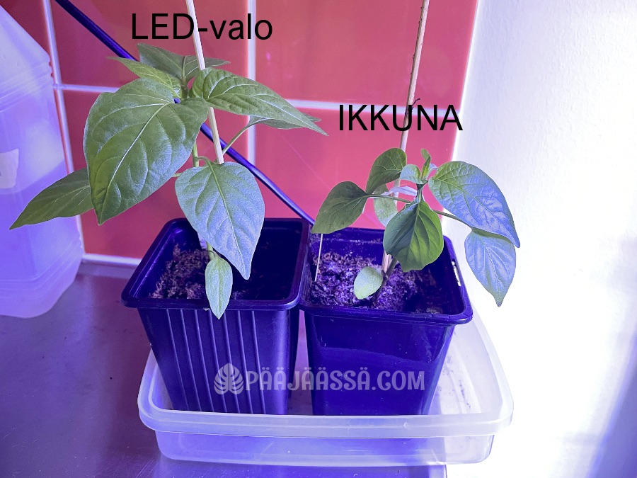 Kasvivalon alla kasvanut paprika ero ikkunalla kasvaneeseen
