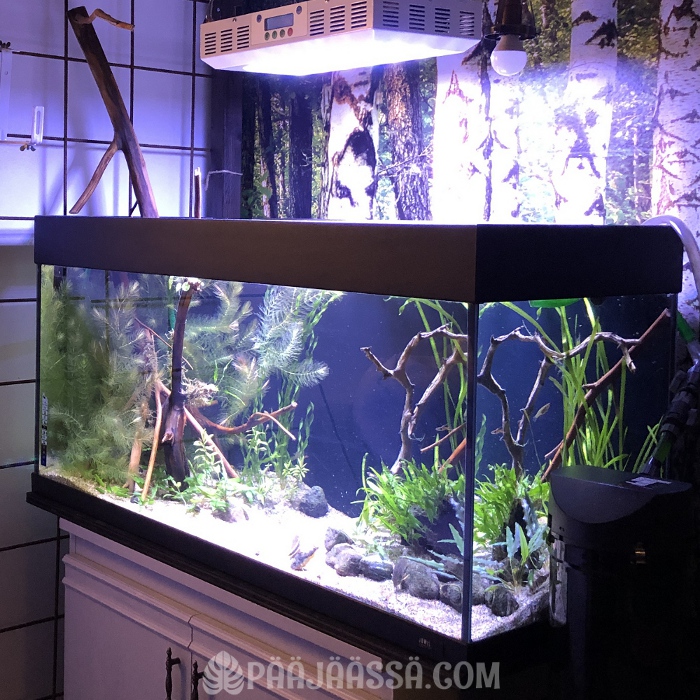 Akvaario nurkkauksessa