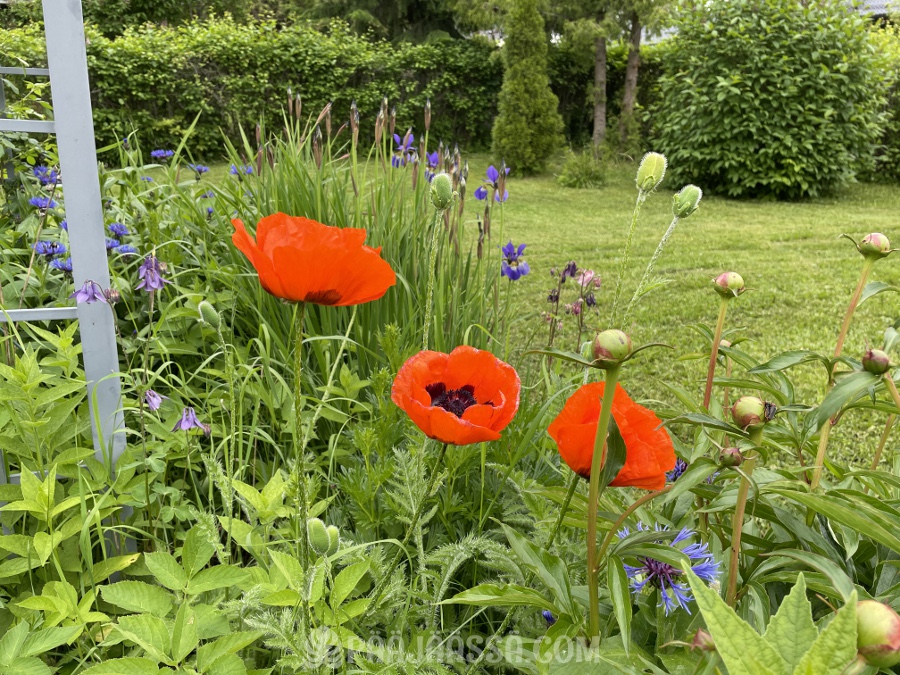 Idänunikon kauniit kukat