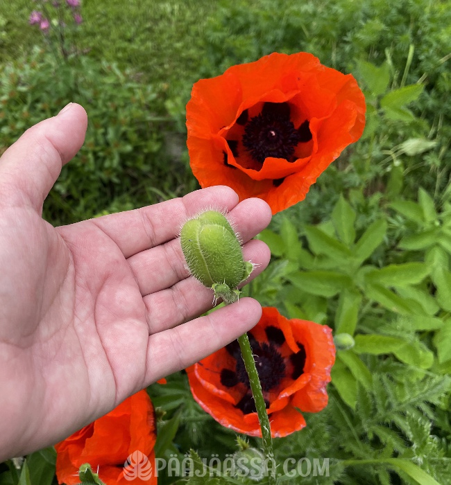 Äidin Idänunikon kukat ovat punaisia ja keskeltä mustia.