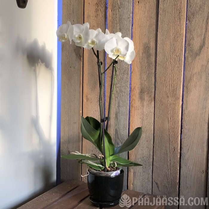 Kaksi kukkavartta orkideassa