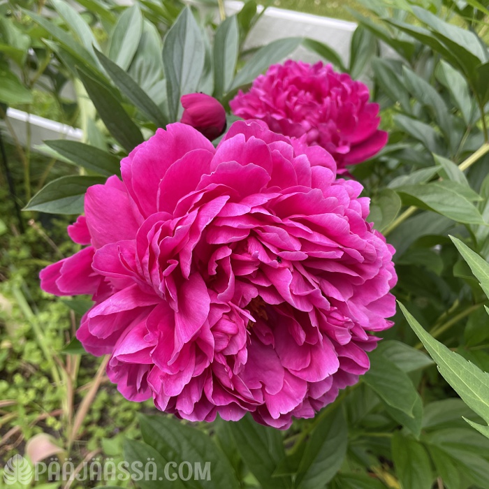 Suuri anilliininpunainen pioni