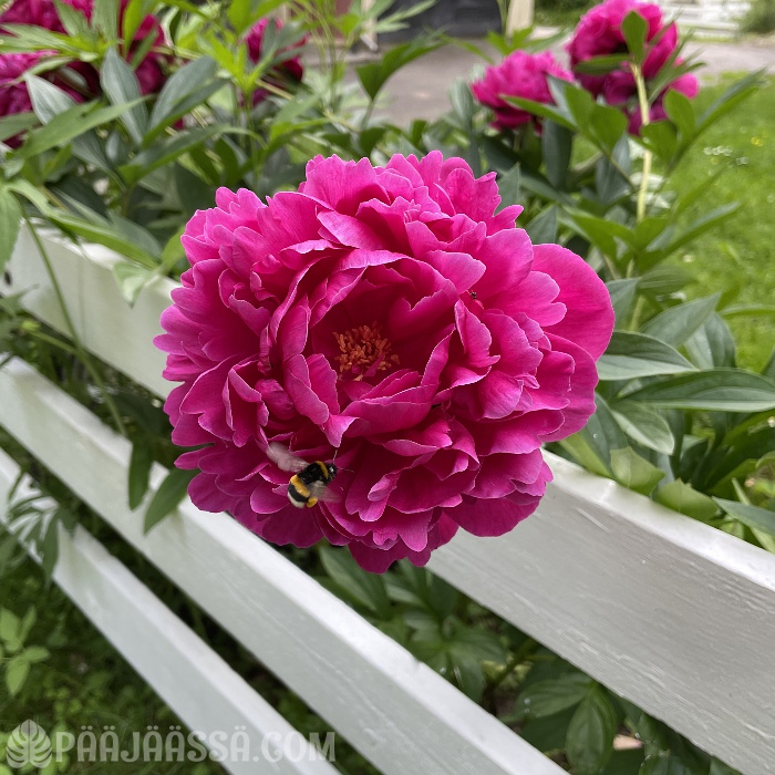 Suuri anilliininpunainen pioni aidan vieressä