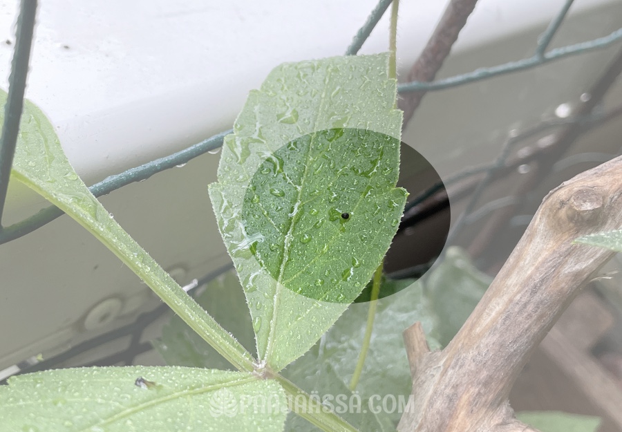 Toukan kakkaa sadepisaroiden seassa