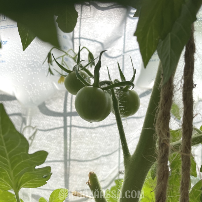 Money Maker tomaatin raakile