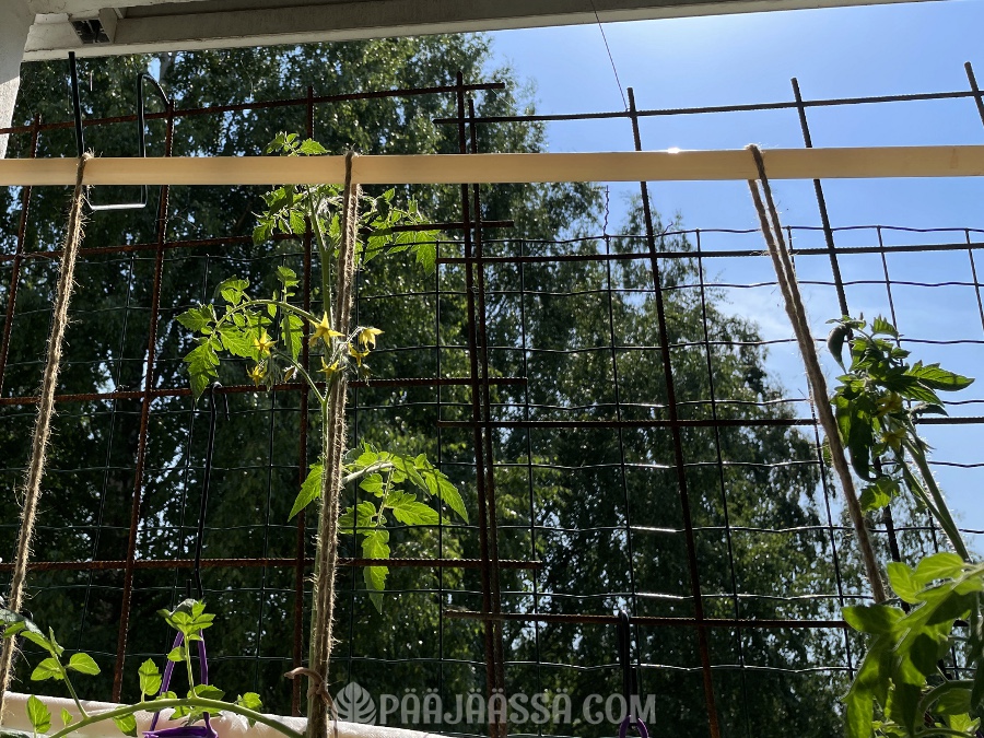 Money Maker tomaatti on hyvä parvekekasvi