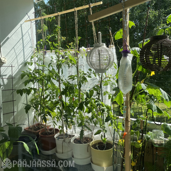 Parvekepuutarhaa ikkunan läpi katsottuna