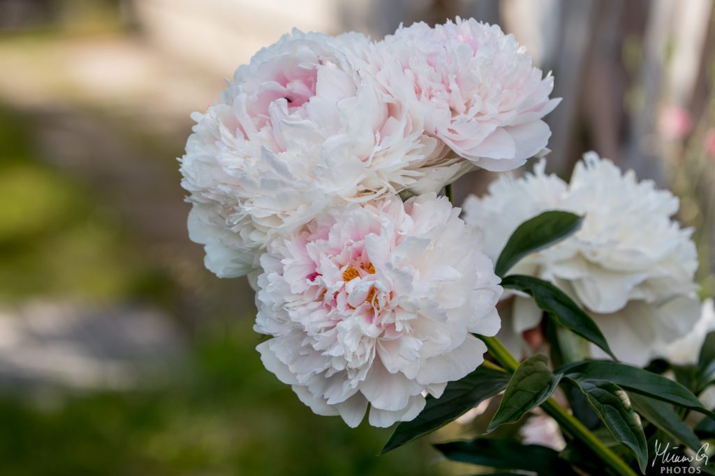 Pioni Sarah Bernhardt, 2022