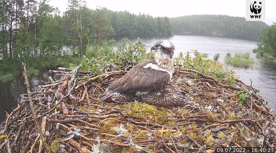 Sade yllätti kalasääkset