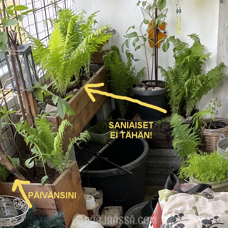 Kotkansiipisaniainen toimii parvekekasvina