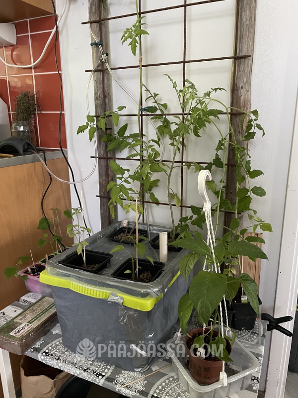 Hydroviljelyyn DIY laatikko