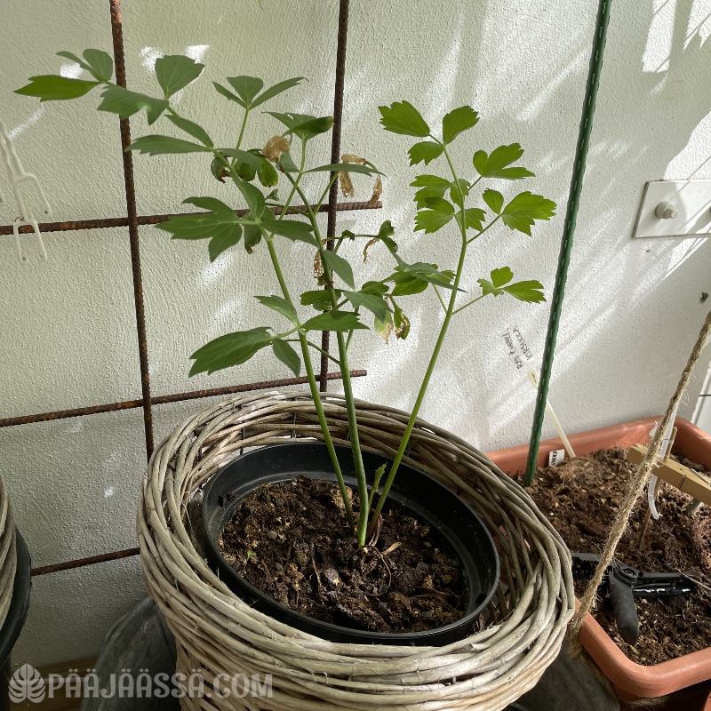 Lipstikka parvekekasvatuksessa