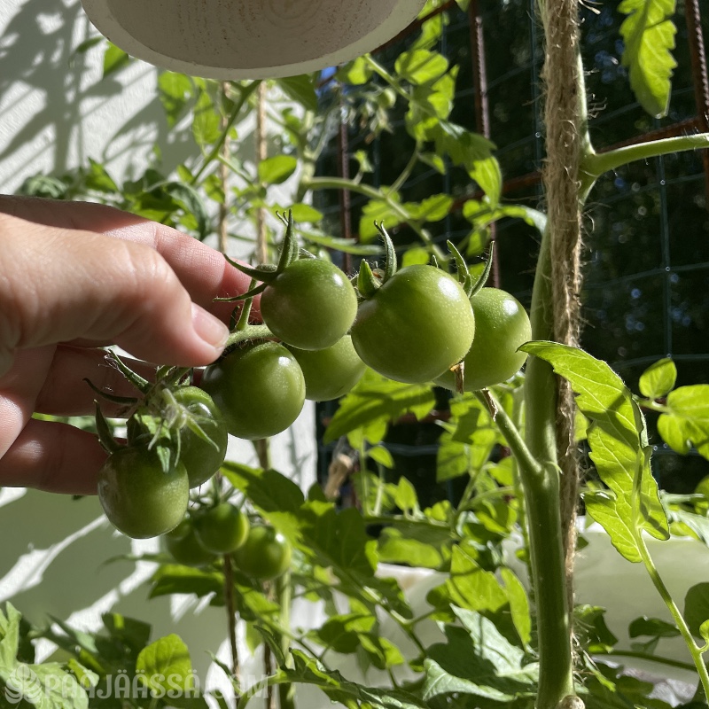 Money Maker tomaatti