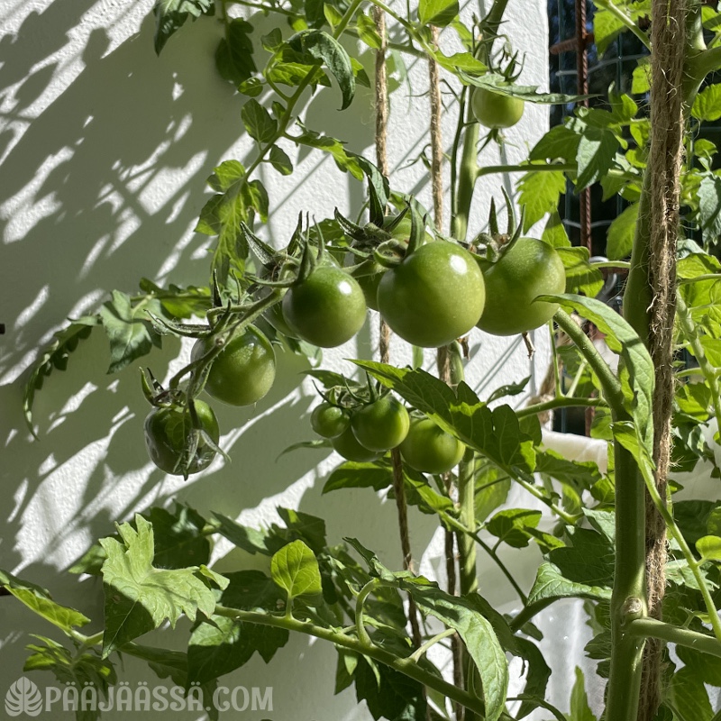 Tomaatit parvekekasvatuksessa