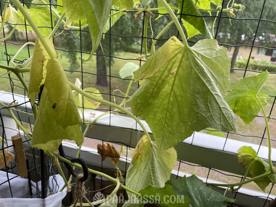 Avomaankurkku on hyvä parvekekasvi