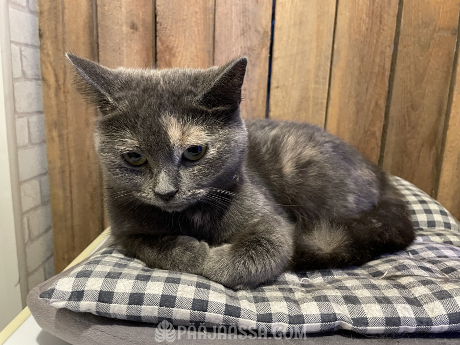 Kissa catloaf asennossa