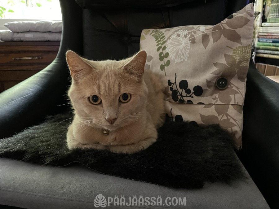 Kissa catloaf asennossa