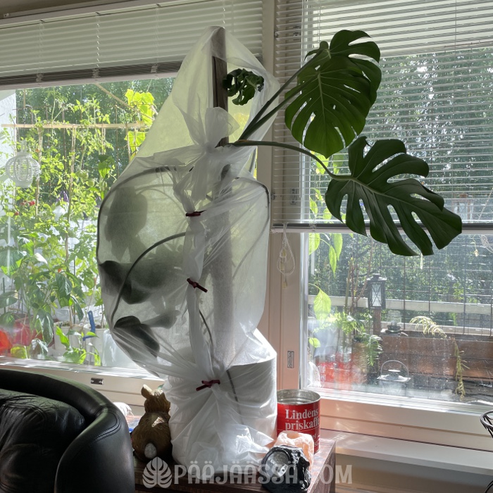 Peikonlehti suojassa kissalta