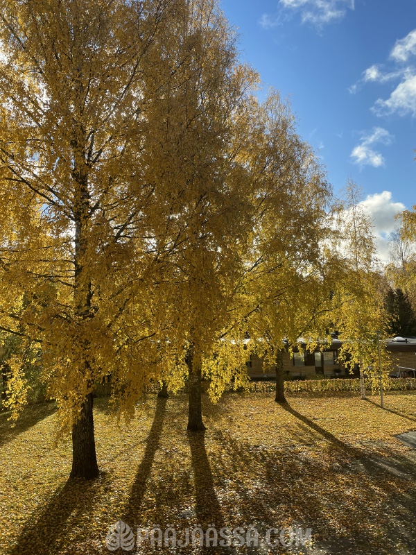 Ruska koivuissa lokakuun alkupuolella