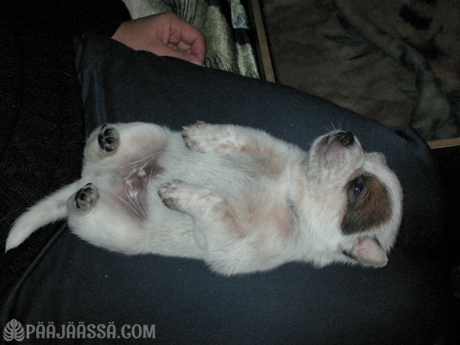 Australiankoira pentu