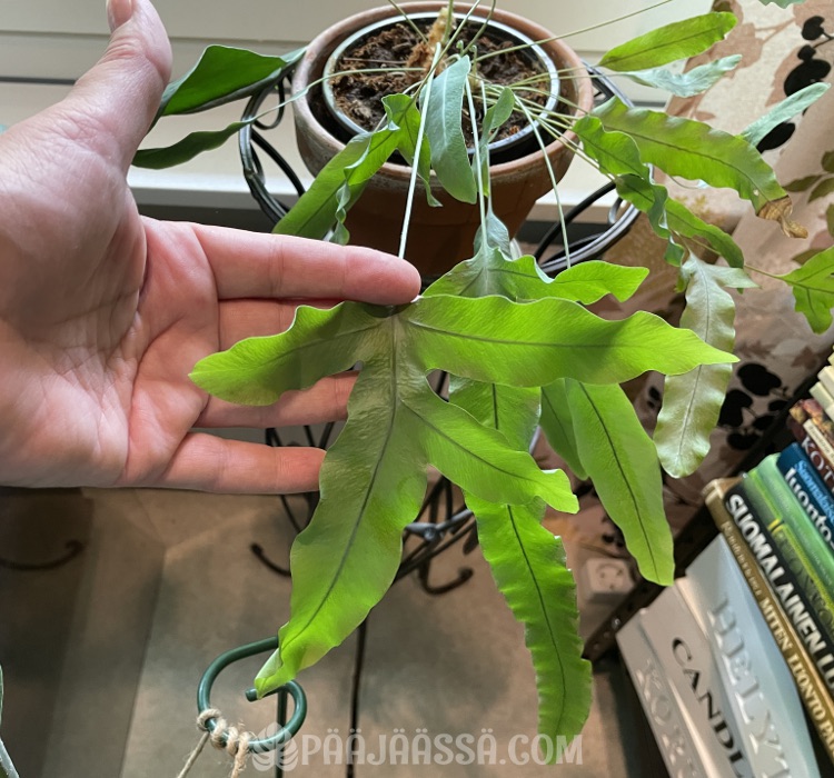 Kultaimarre ei ole helppo huonekasvi