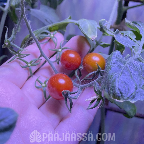 Vesiviljelyssä kasvanut Kirsikkatomaatti