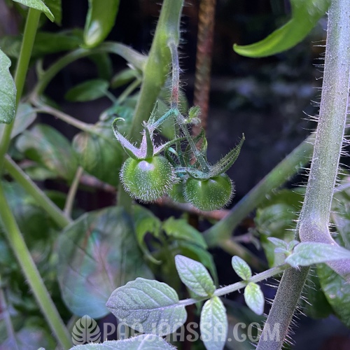 Vesiviljelyssä kasvanut raaka kirsikkatomaatti