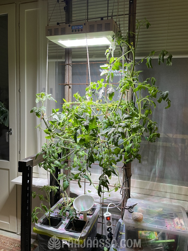 Kiriskkatomaatti vesiviljelyssä kotona