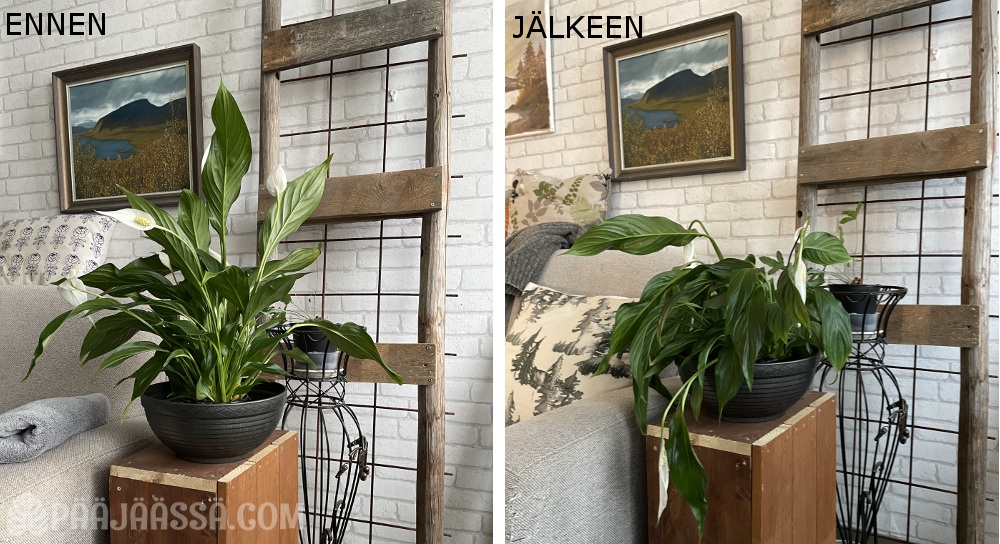 Viirivehka on säännöllistä kastelua vaativa huonekasvi