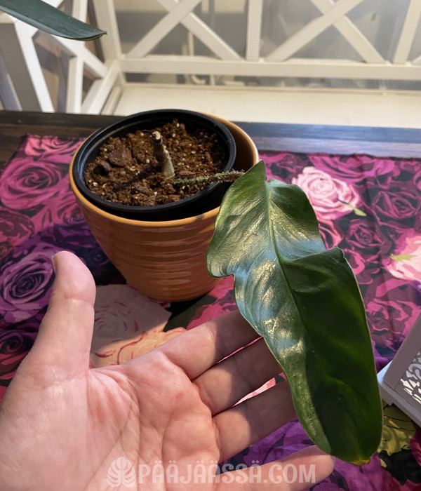 Nukkaköynnösvehka, huonekasvi