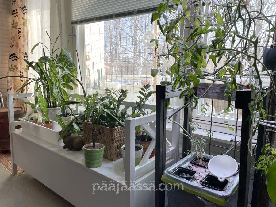 Aurikoinen päivä ja huonekasvit tykkää