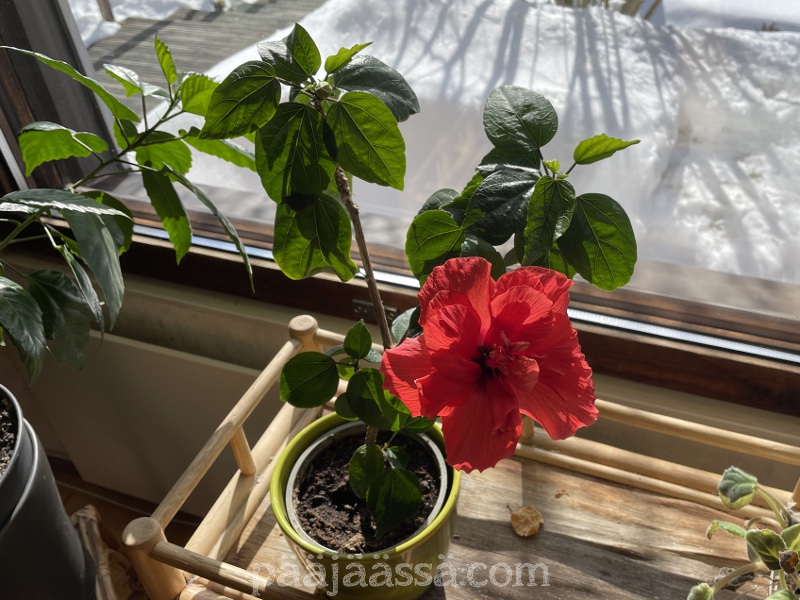 Vaikeahoitoinen huonekasvi