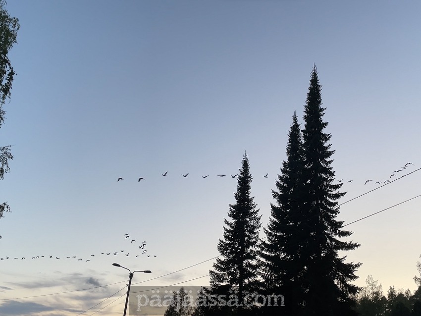 Joutsenet muuttavat syksyllä