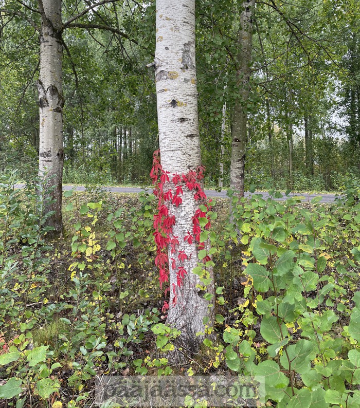 Syksy näkyy villiviinistä