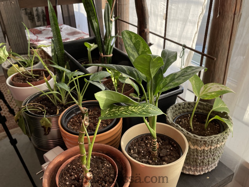 Huonekasvilajitelma 2024