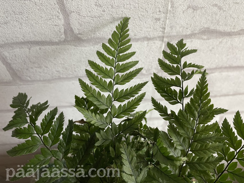 Asplenium dimorphum "Parvati" / Raunioinen "Parvati"