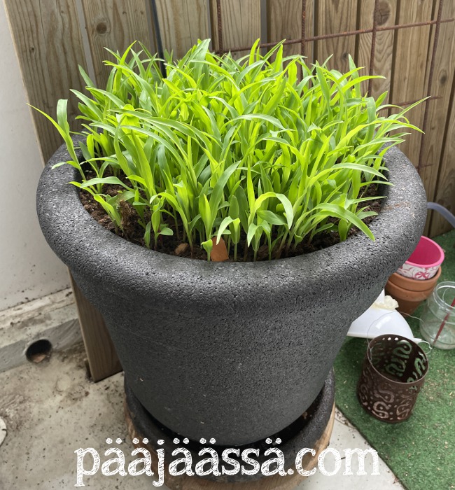 Maissista näyttävä kesäkukka