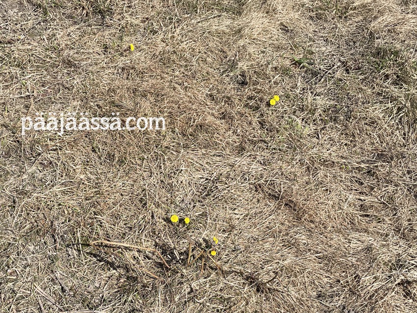 Leskenlehtiä tienvarsilla huhtikuussa