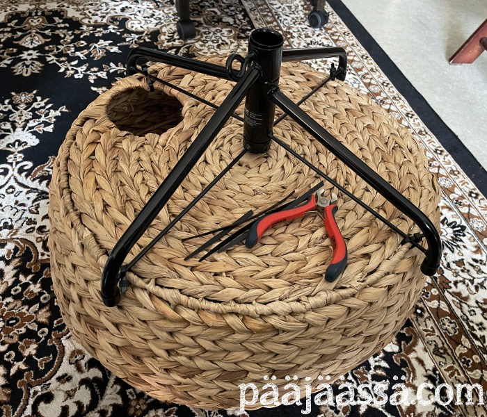 Kissan pesäkolon uusi elämä