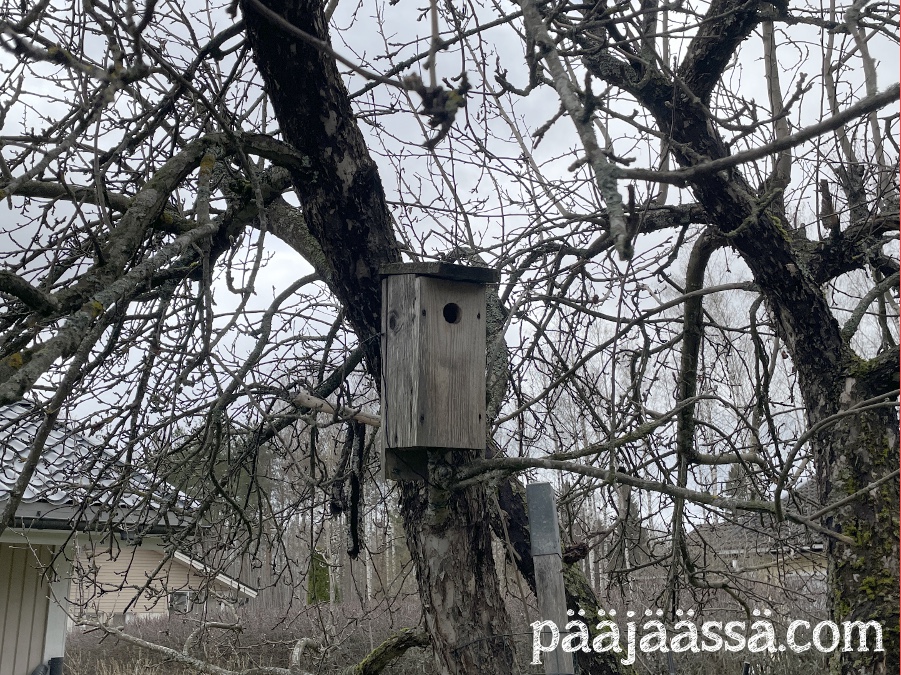 Pihalla on omenapuussa linnunpönttö