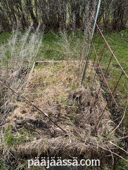 Atuutti pihaprojekti on siistiä umpeen kasvanut kasvimaa