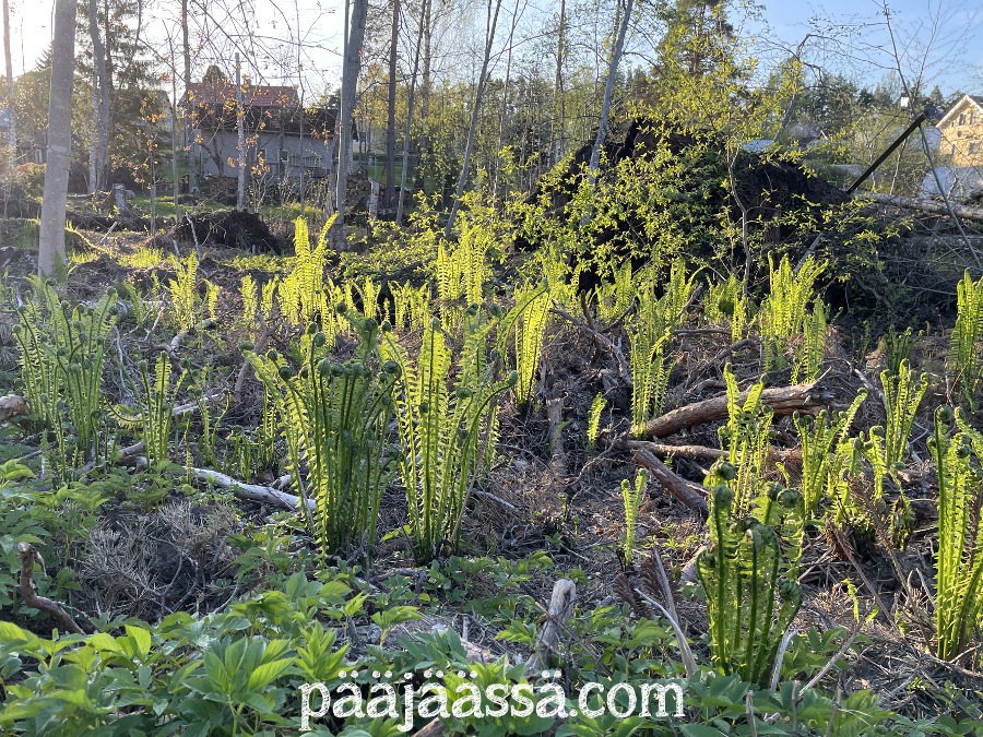Kotkansiipisaniaiset alkavat kasvaa toukokuussa