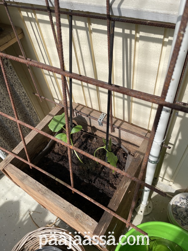 Itse tehty parvekelaatikko avomaankurkulle