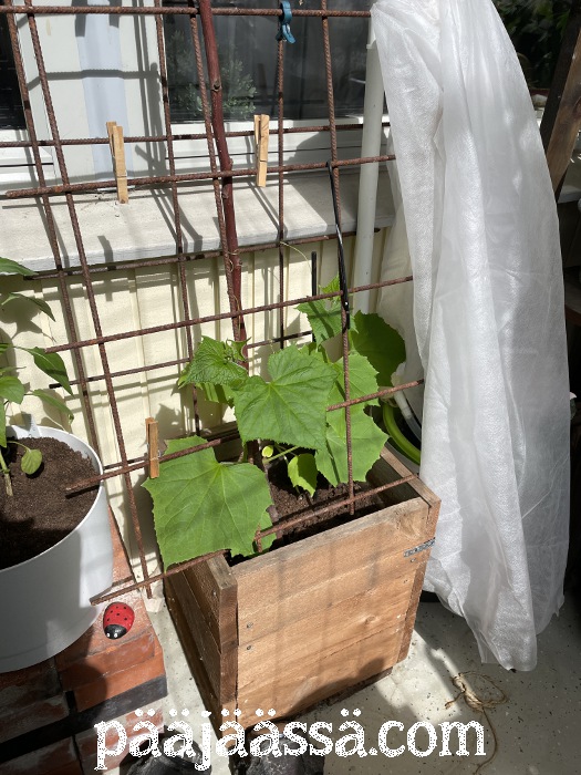 Avomaankurkku parvekekasvatuksessa