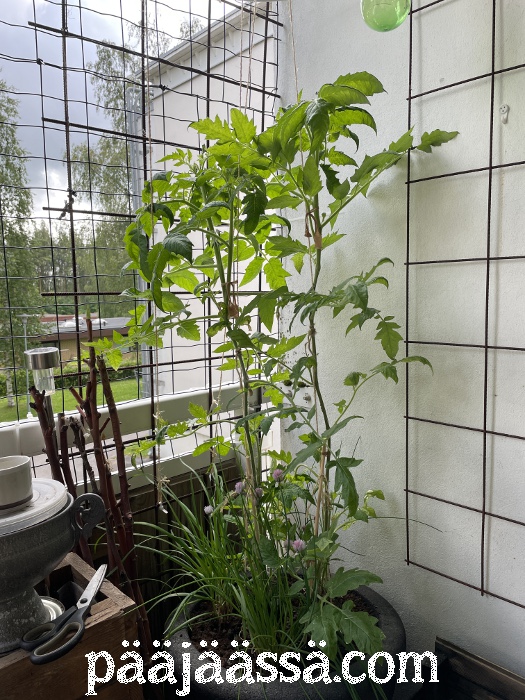 Tomaatti parvekekasvatuksessa