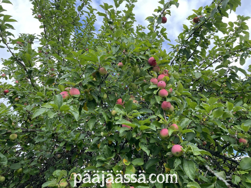 Kesän 2025 omenasatoa