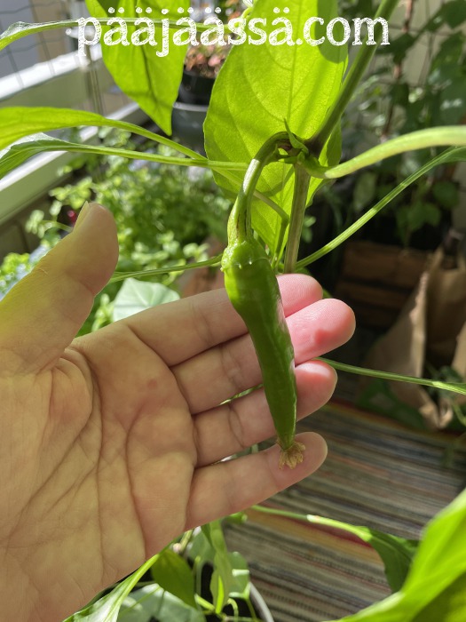 Syyskuussa chilisatoa