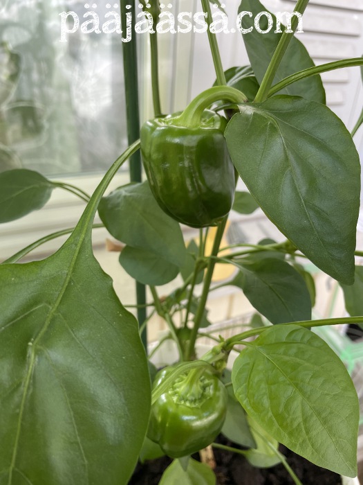 Syyskuussa paprikasatoa